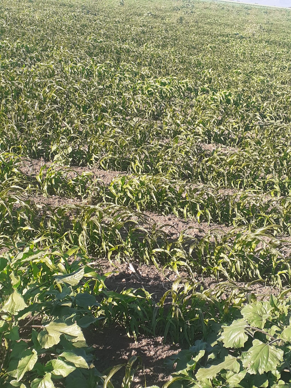 Sin reporte JLSV de El Carrizo de quema de llantas; exhortan a productores no realizar estas prácticas