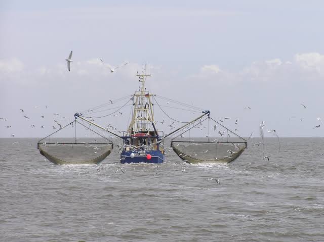 Es intensivo el cuidado a la veda del camarón, sin definir cuándo iniciarán las capturas: Secretaría de Pesca Sinaloa