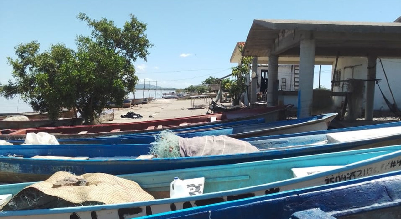 Vuelven ribereños a tierra en Topolobampo, Sinaloa, tras 24 horas de iniciar las capturas de camarón en esta zona