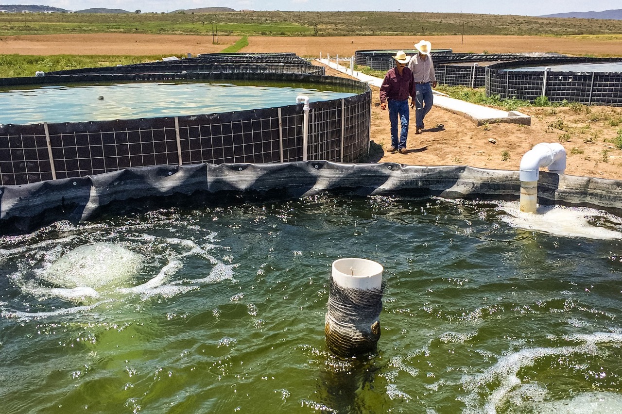 Tras visita de AMLO, acuicultores sinaloenses confían en que pare la importación irregular de camarón a México