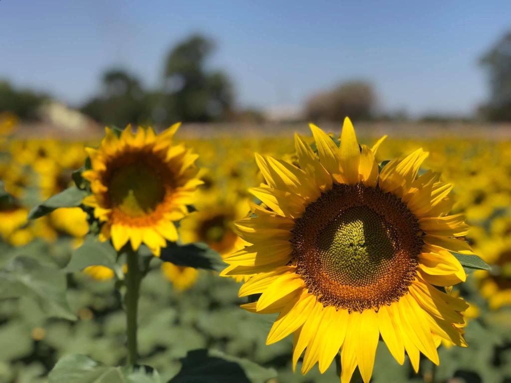 Habrá girasoles para Semana Santa en Mocorito; también invitan al Tercer Festival del Chilorio este domingo