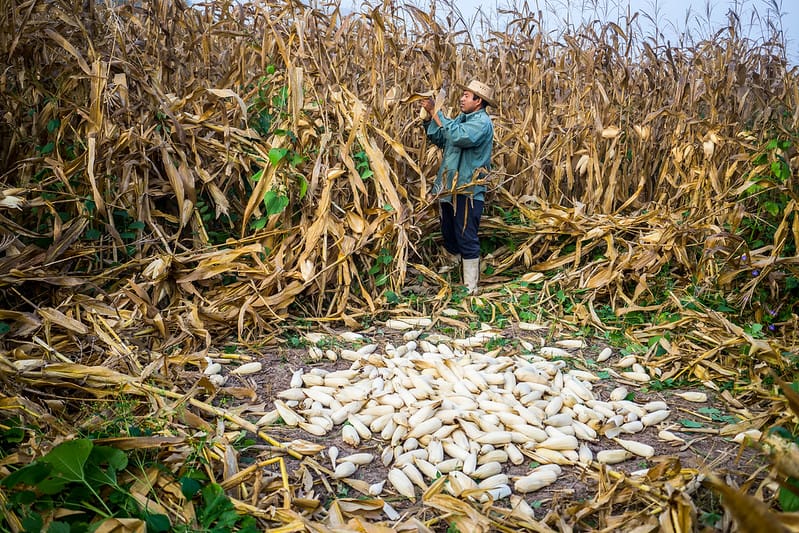 ¡Histórico! Trigo supera los 8 mil pesos por tonelada; maíz en 6 mil 700