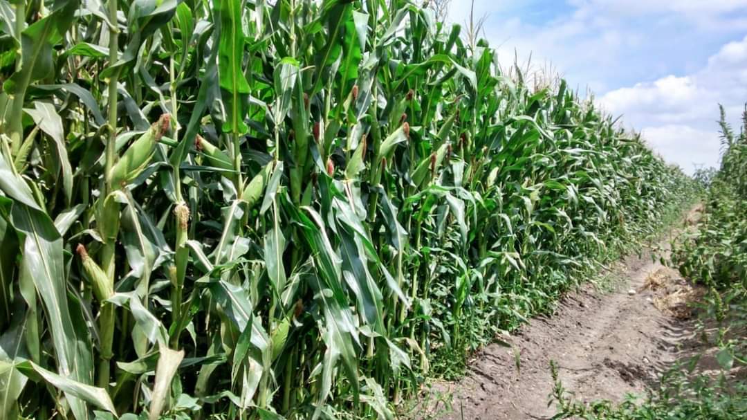 Bajas temperaturas han favorecido a cultivos ante la presencia de plagas en la Región del Évora