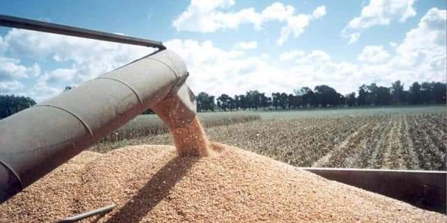 Productores avizoran bajos rendimientos en hortalizas y maíz durante cierre de ciclo agrícola: AARC