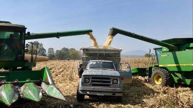 Ya iniciaron las trillas; urge se concreten reglas de operación para comercializar maíz: AARSP