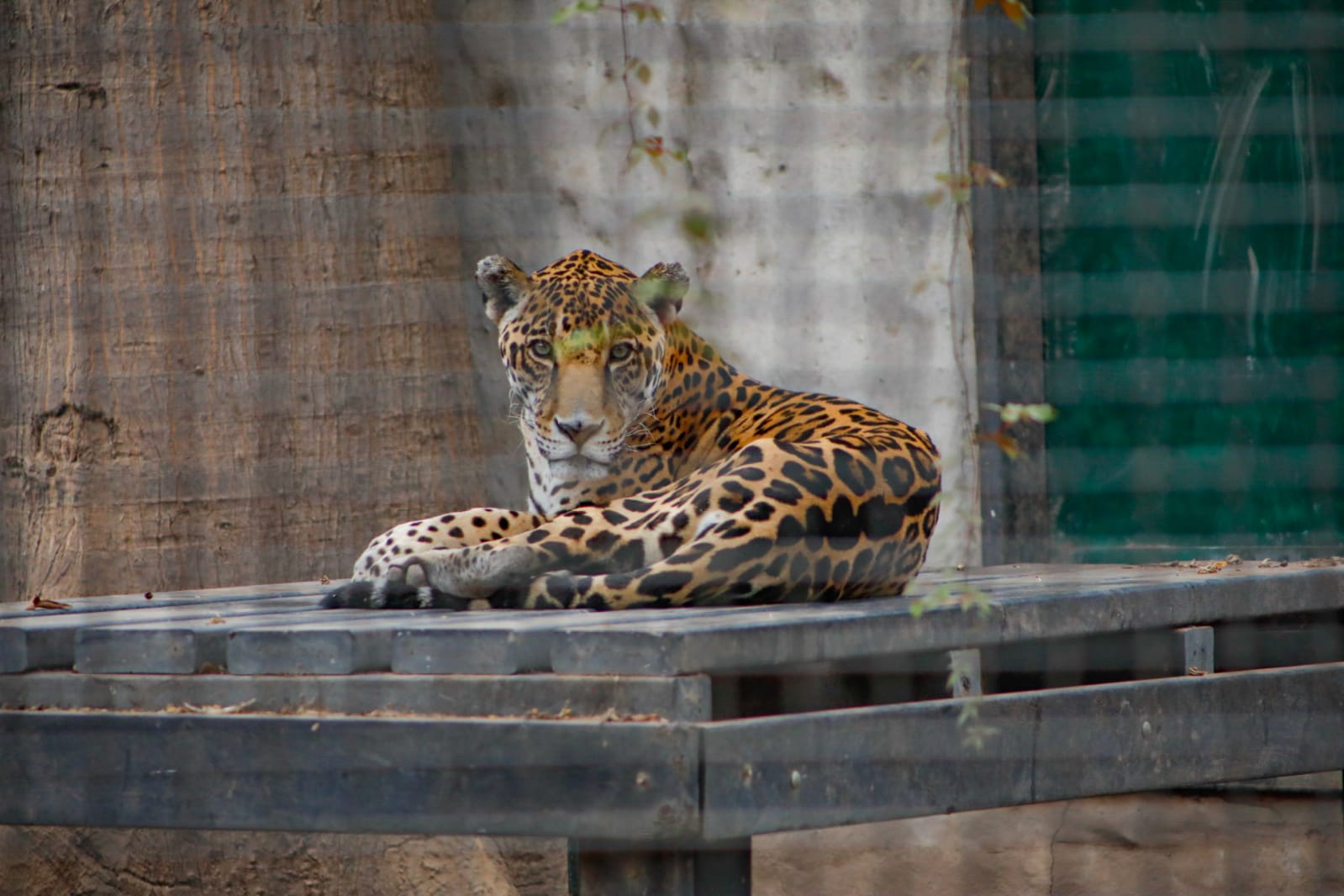 Espera el Zoológico de Culiacán incremento de visitantes del 30% en las vacaciones de verano
