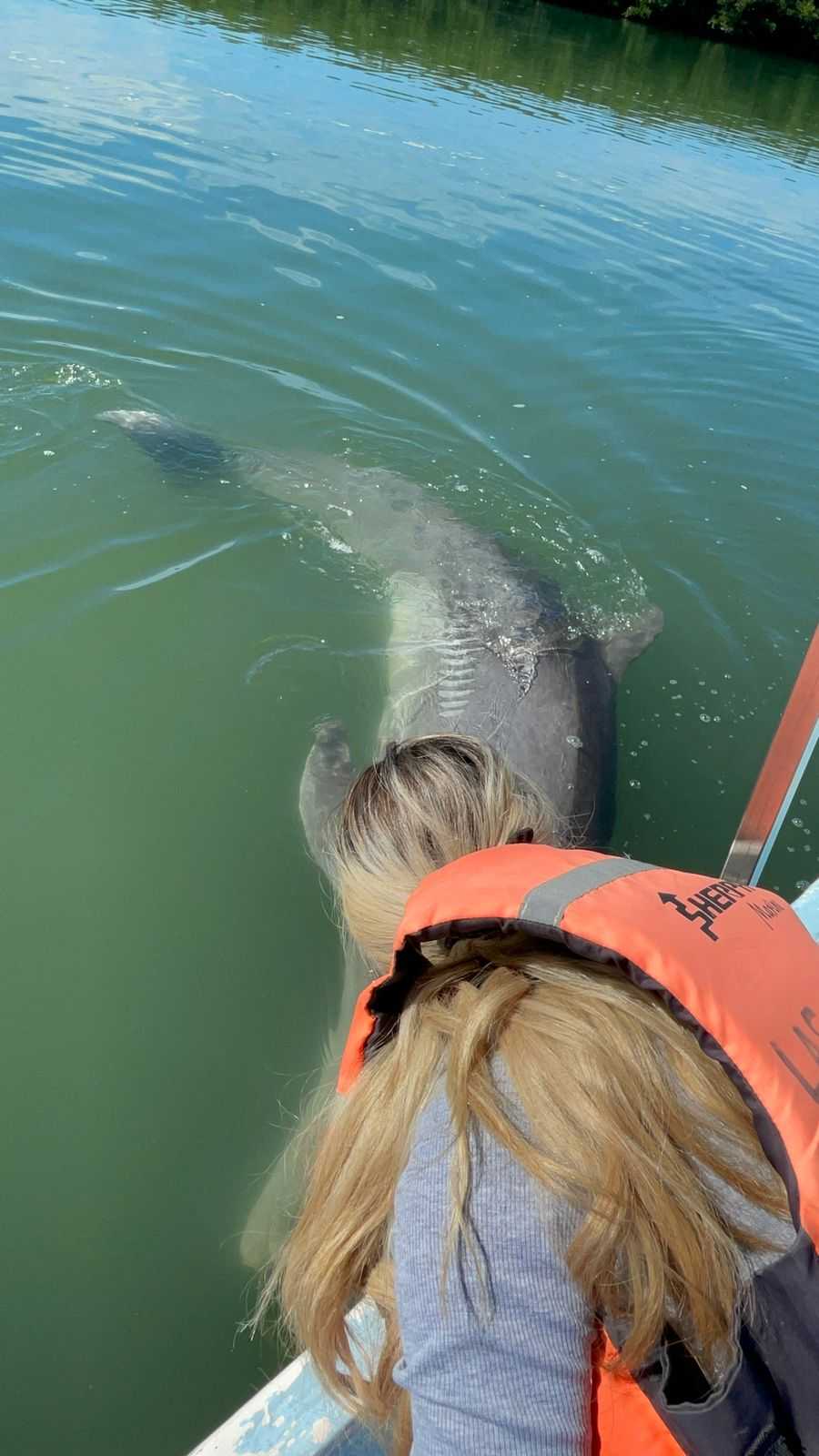 Suspenden en Topolobampo visitas al delfín conocido como ‘El Pechocho’; una embarcación lo lastimó con la propela