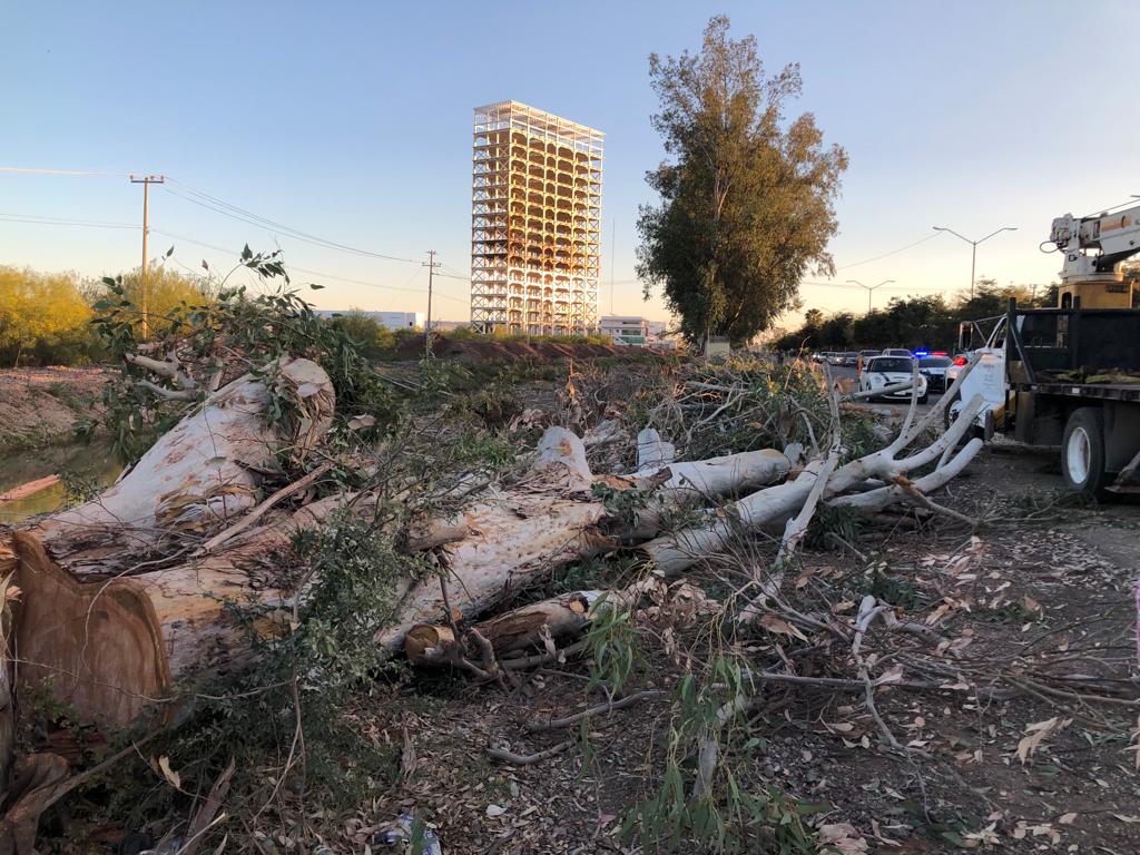 Ecocidio | Empresa privada tala ilegalmente 15 árboles en bulevar Macario Gaxiola, en Los Mochis