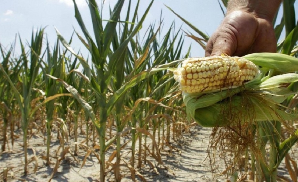 Segalmex pagará a 5 Mil productores de maíz esta semana; también anuncian registro para trigueros