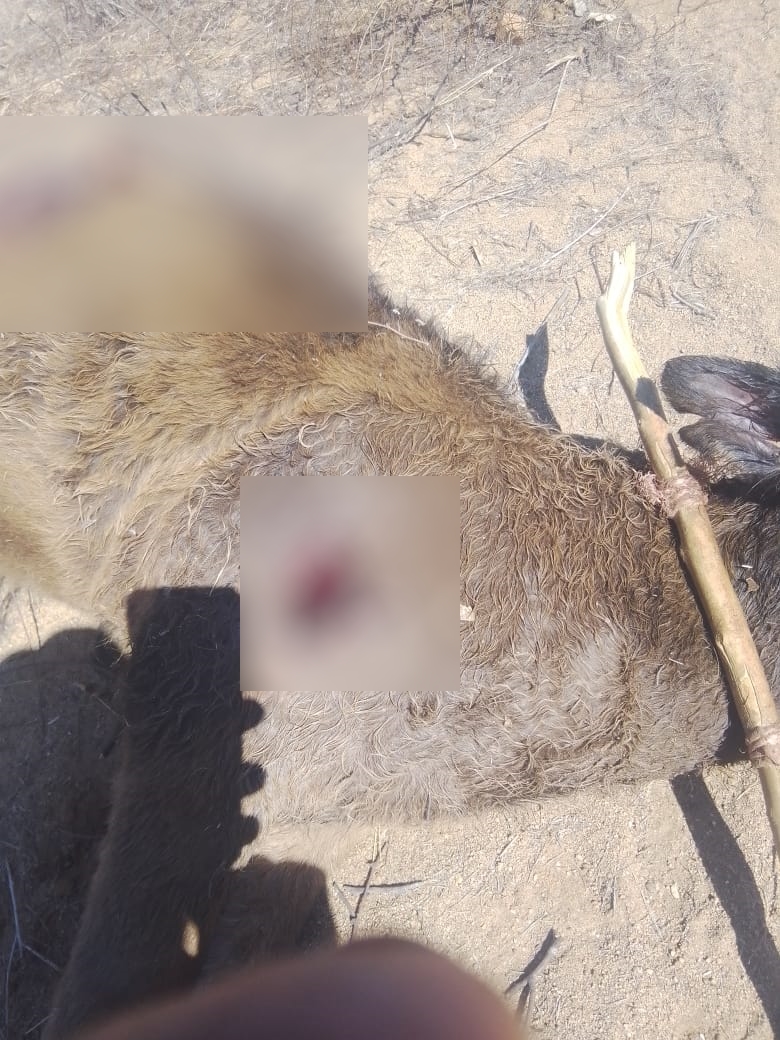 Animal salvaje mata a varias reses en Choix, pobladores temen ser atacados