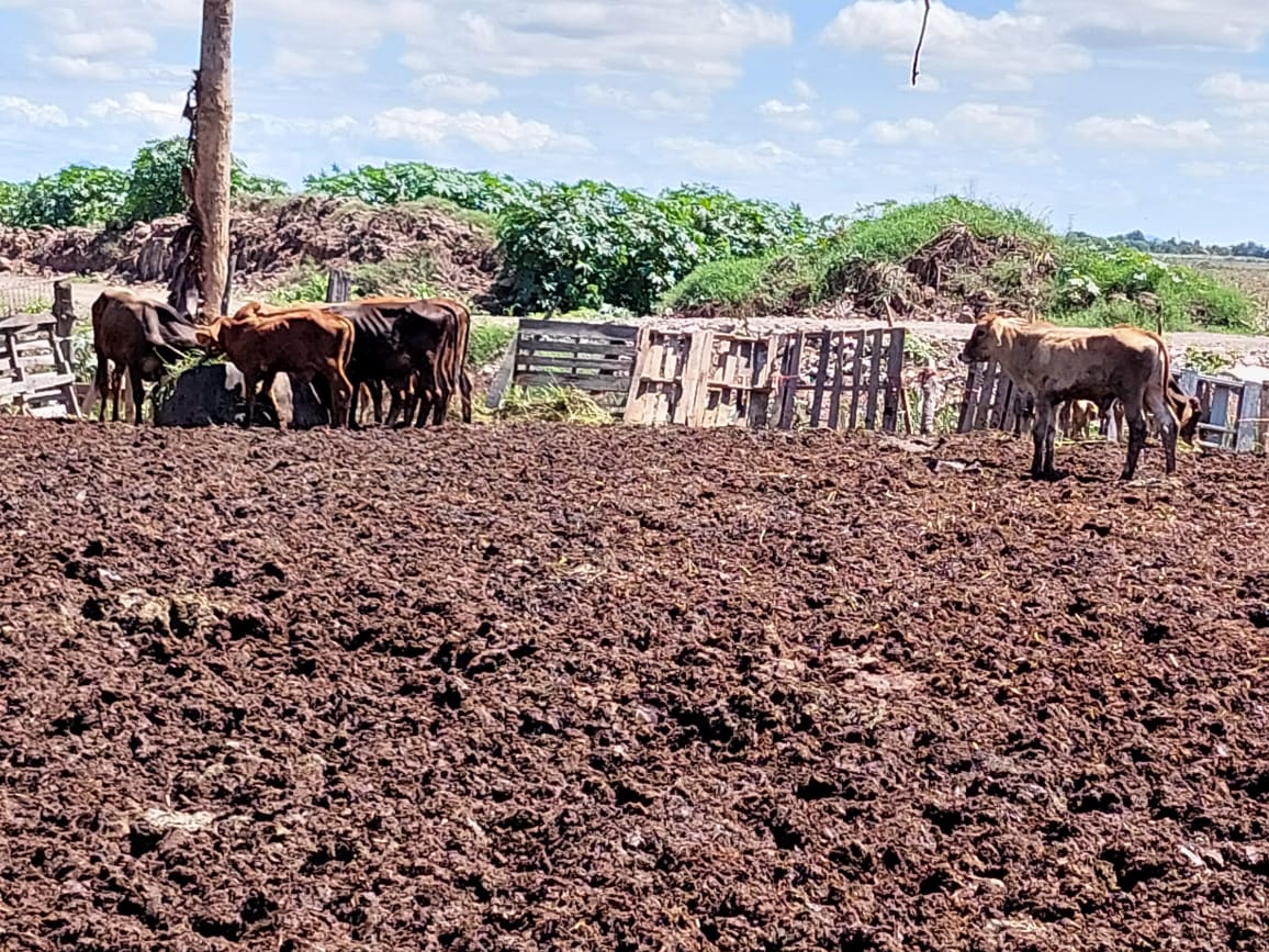 Se alistan ganaderos para enfrentar la sequía que genera dolor a las cabezas; buscan apoyo de agua en pipas