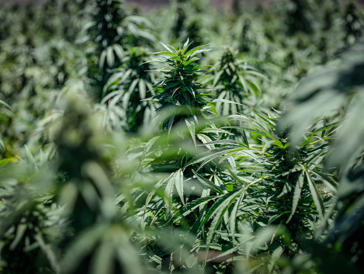Alerta ONU sobre consumo de drogas en niveles históricos 