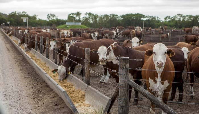 Ganaderos de San Ignacio venden sus animales; hoy piden que Dios los escuche y eche agua a las presas de Sinaloa