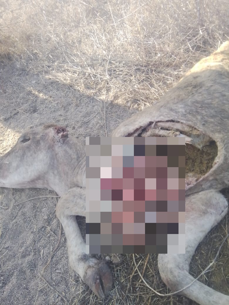 Miran por primera vez a animal salvaje que está matando reses en Choix; vecino se llevó tremendo susto al creer que lo atacaría