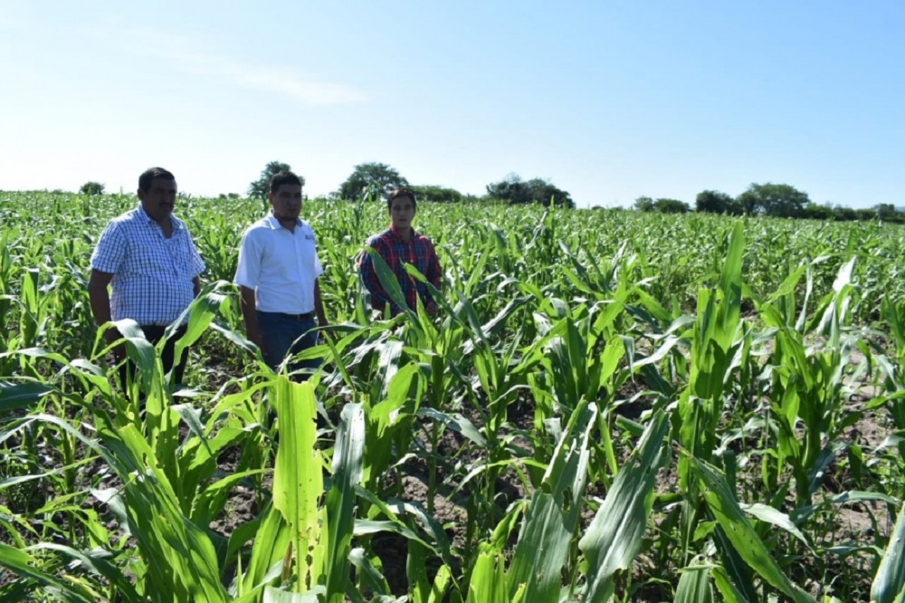 Con discursos o palabras no comen ni viven los productores agrícolas de Sinaloa, se ocupa dinero: Campesinos