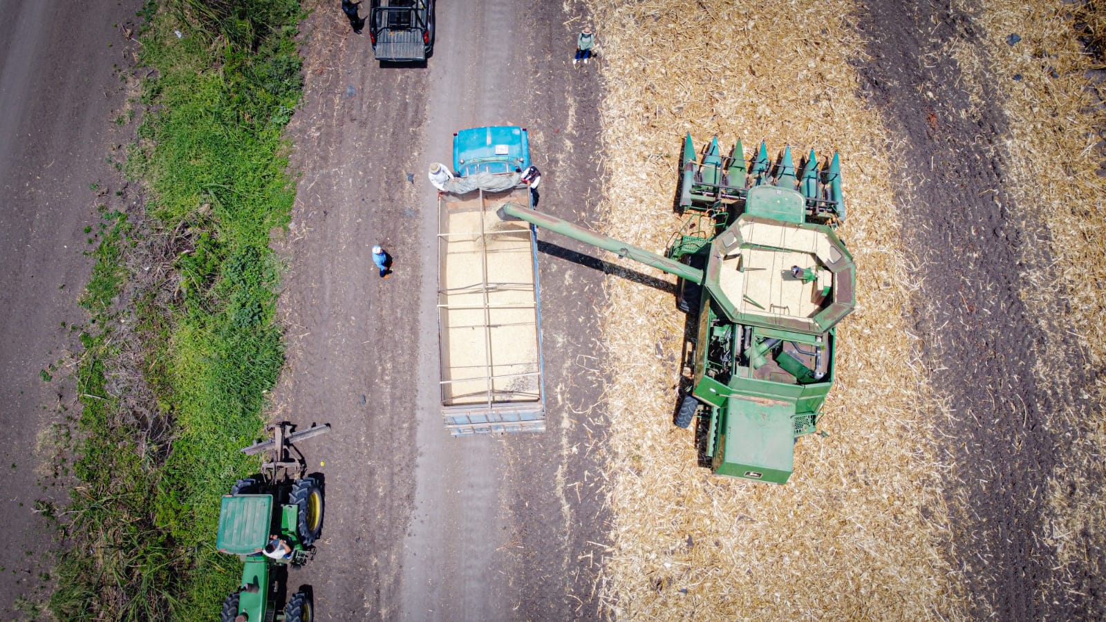 Publica Segalmex convocatoria para comprar maíz blanco a pequeños productores de Sinaloa