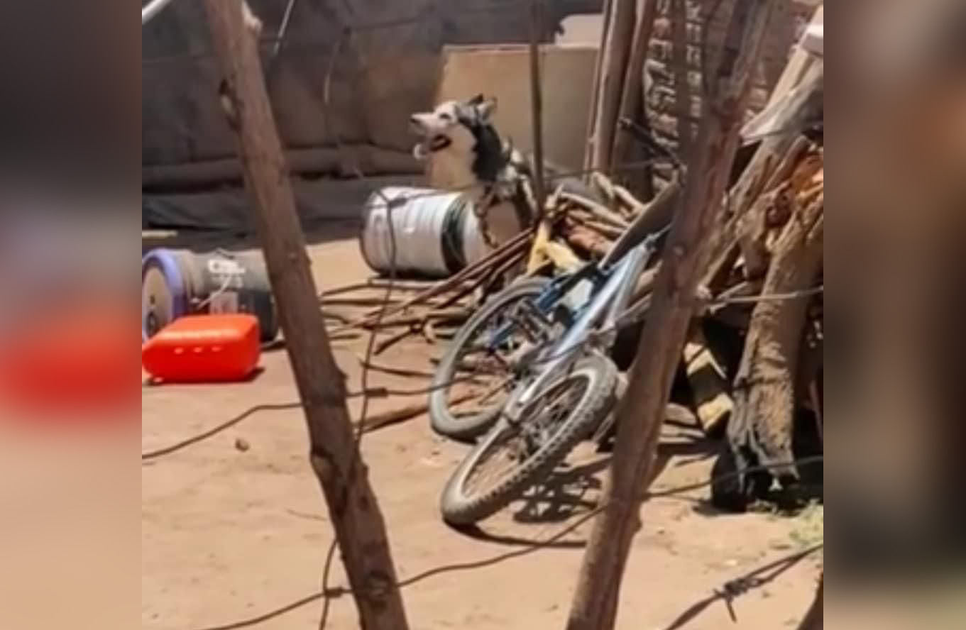 Dejan amarrado a un Husky en el rayo del sol y murió por insolación en Angostura