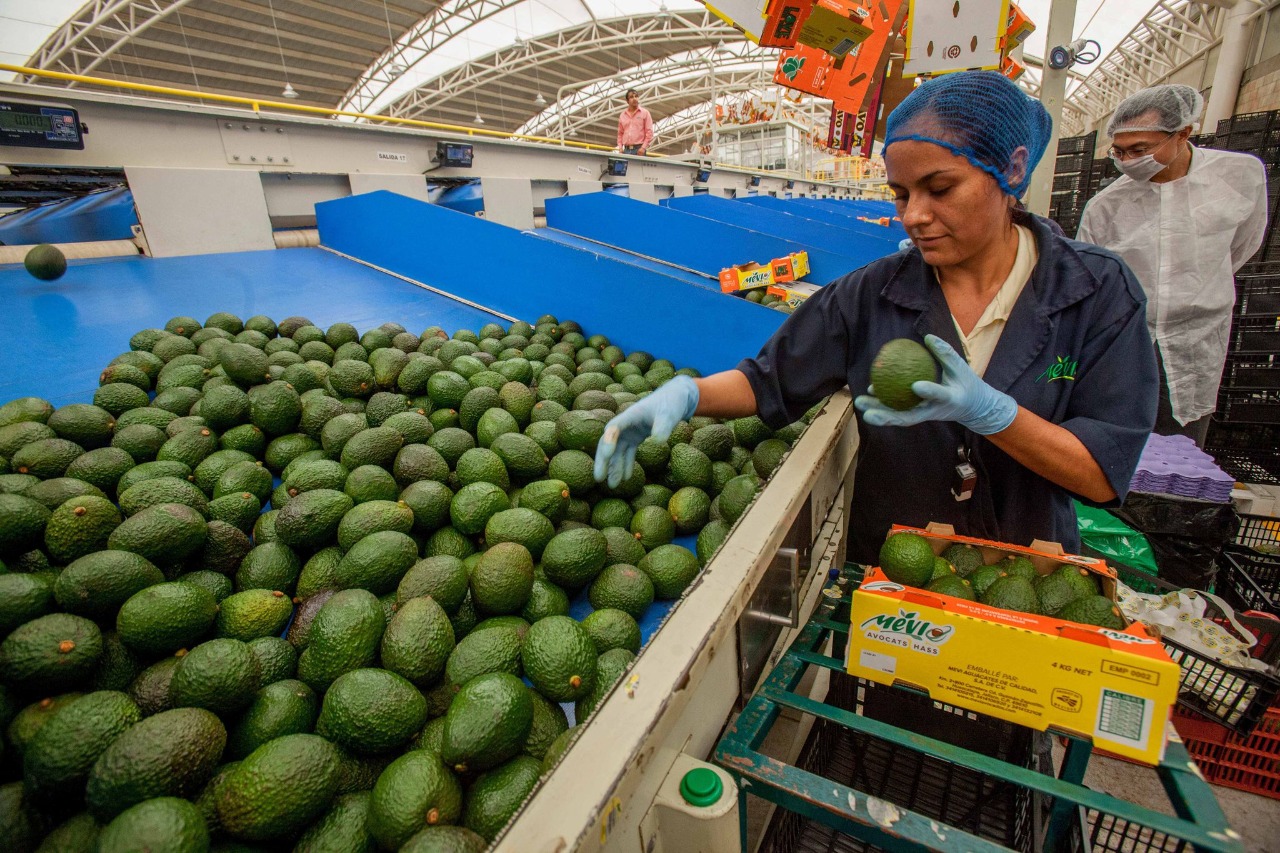 Empacadora de aguacate (cortesia)