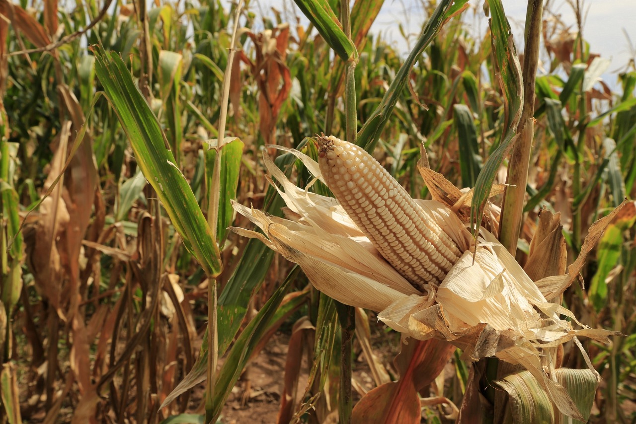 Productores agrícolas dejarán sus campos y marcharán esta semana en demanda de precios justos para el maíz y trigo