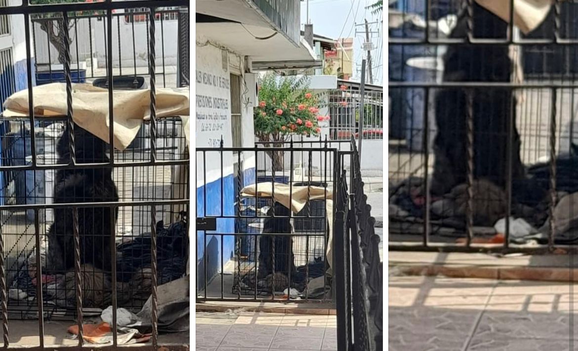 ¡Estaban en el sol! Rescatan a tres perritos que vivían enjaulados en una azotea, en Culiacán
