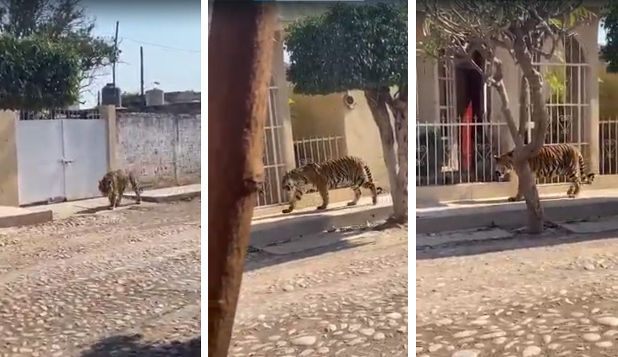 ‘Los animales de hoy en día’, tigre de bengala acecha a vecinos de Tecuala en Nayarit