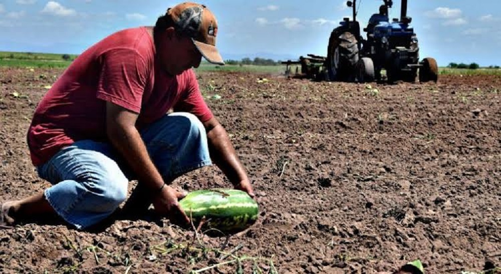 Recobran esperanza temporaleros en El Fuerte gracias a las recientes lluvias que contribuyen a tener un desarrollo bueno
