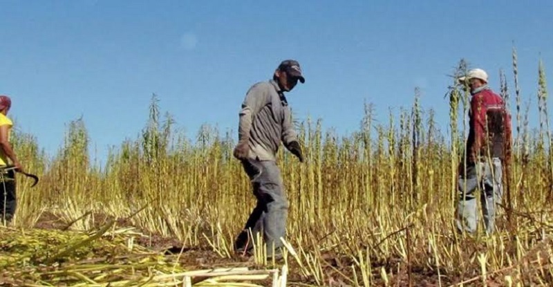 Gestionan apoyos de seguros catastróficos para productores temporaleros ante daños a cultivos en Concordia