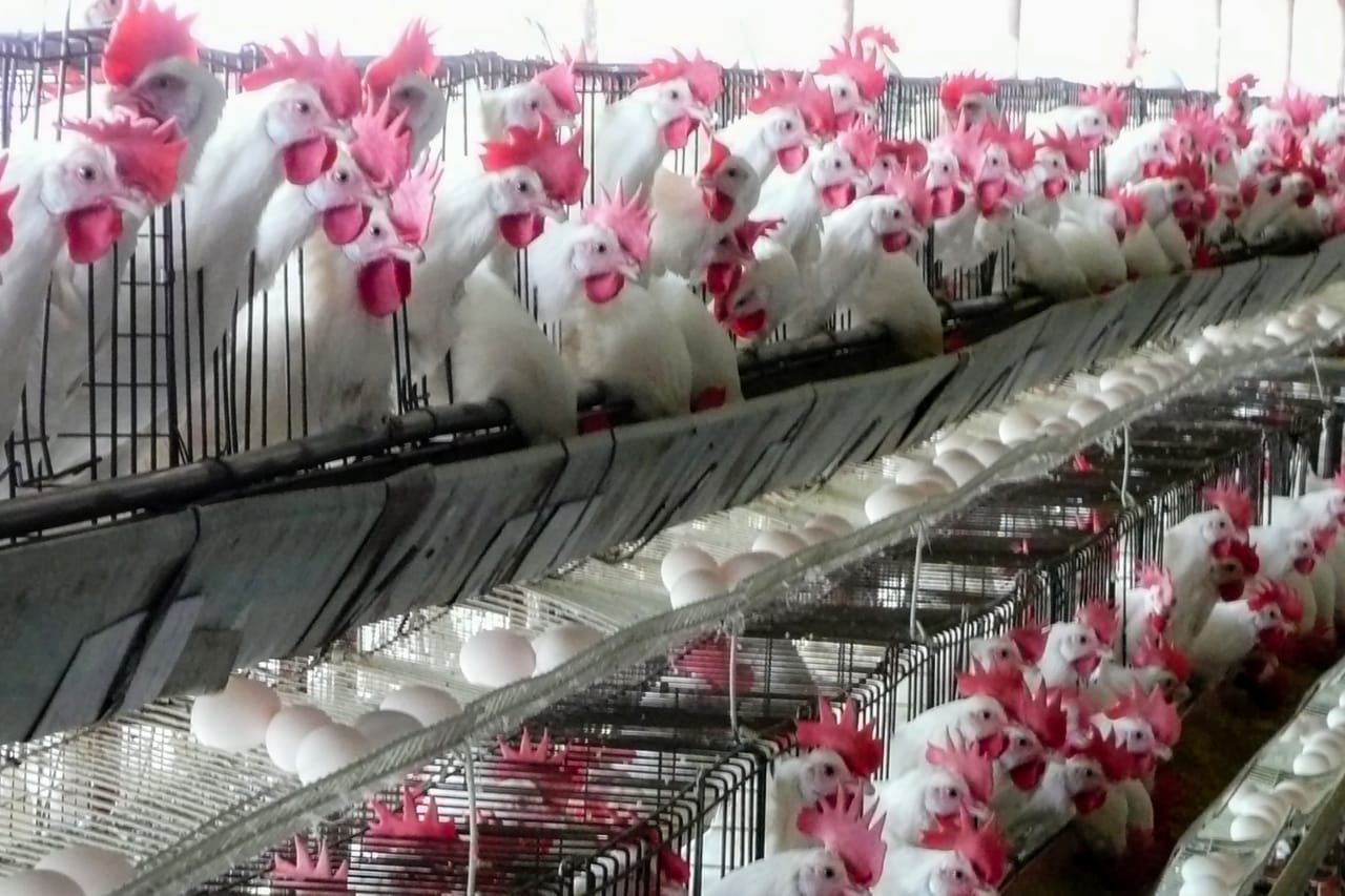 Avicultores de Sinaloa esperan acción del gobierno federal y que frenen la introducción de la carne de pollo de Brasil