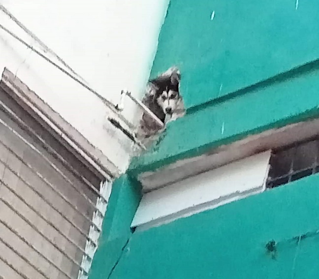 Un caso más de abandono animal, ahora en Cañadas