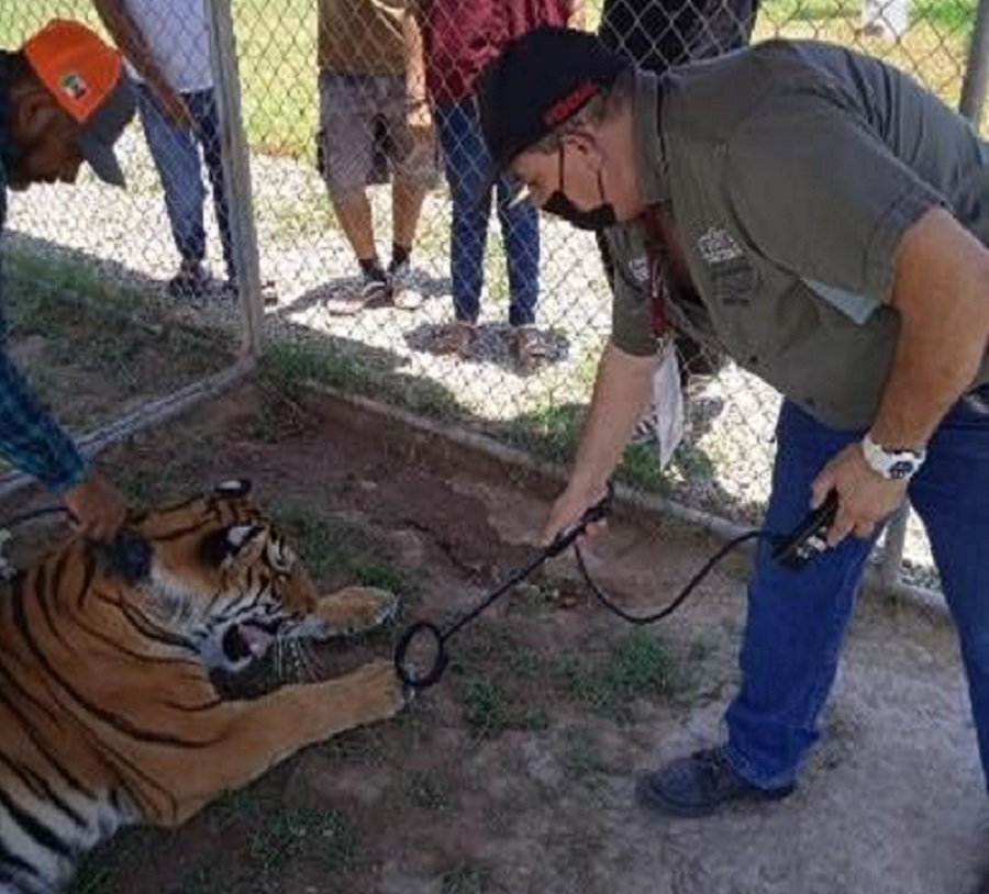 Asegura Profepa a tigre de Bengala que deambulaba por calles de Tecuala, en Nayarit