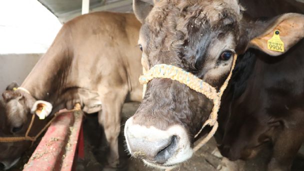 ¡Atención ganaderos! Advierten multas a quienes metan vacas a beber en canales, en Guasave, Sinaloa
