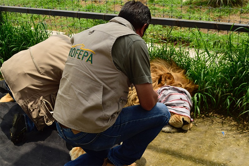 ‘Se mordían sus propias colas porque tenían hambre’, comienza traslado de más de 200 felinos maltratados, algunos vendrán a Sinaloa