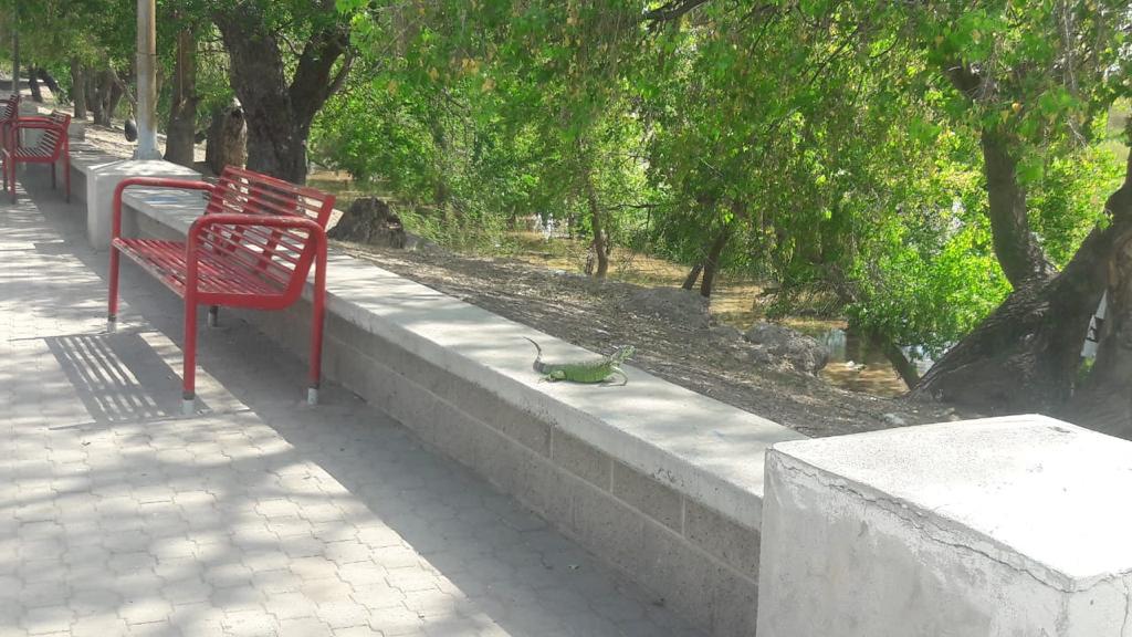 Iguanas en el malecón de Guasave. Foto: Ana Karen Rubio