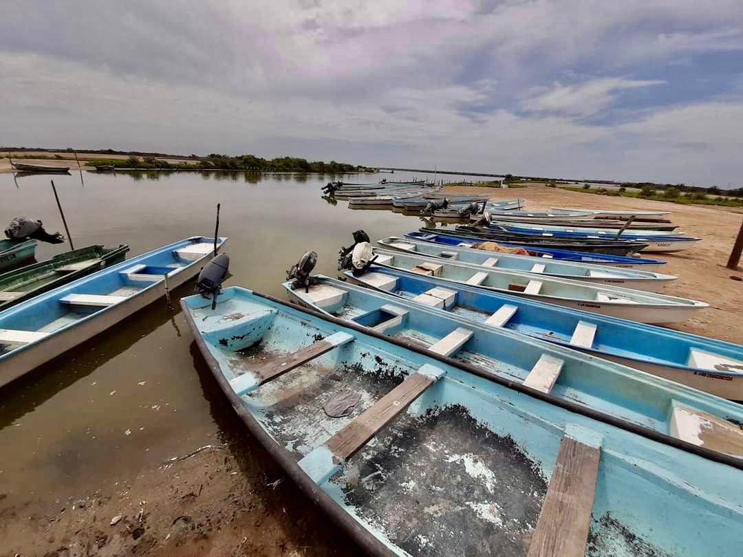 Se ve pobre producción del camarón en el sistema lagunar del sur de Sinaloa