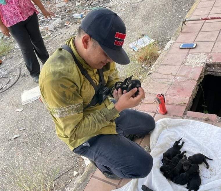 Rescate perruno | Nacieron siete en un ducto de Zona Dorada, Bomberos les pusieron a salvo