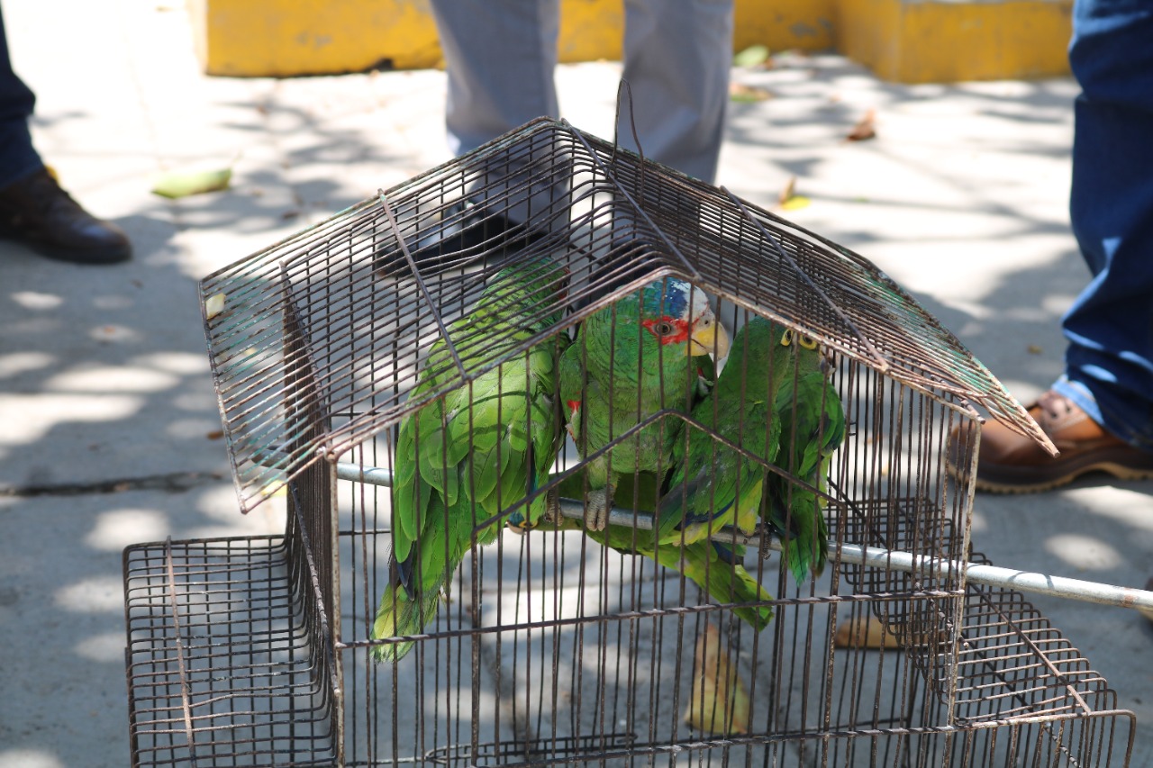 Pericos eran usados como señuelos en El Quelite, llegaron a Acuario con alas cortadas y deshidratados