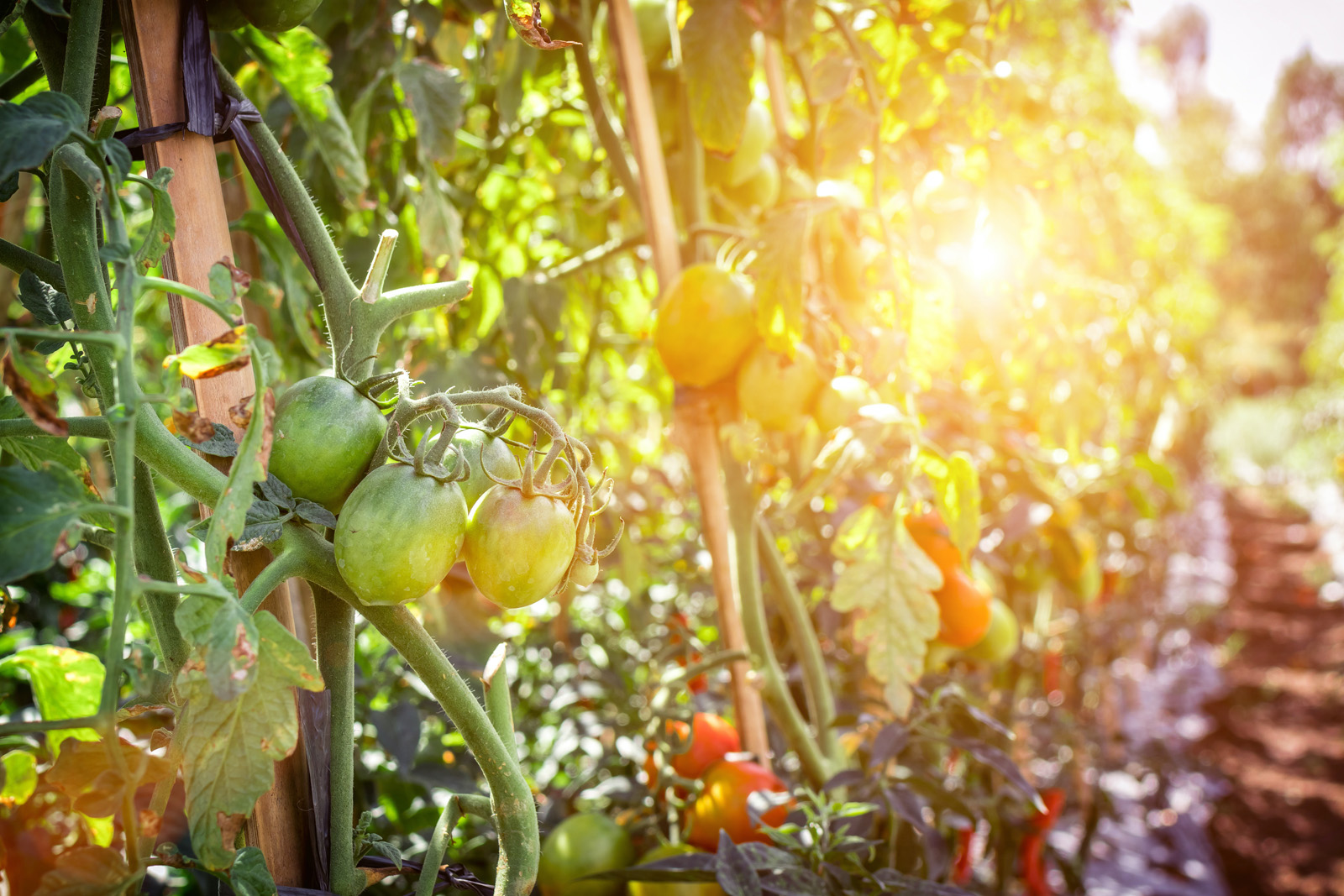 Vegetales contaminados pueden comprometer la salud pública: Senasica