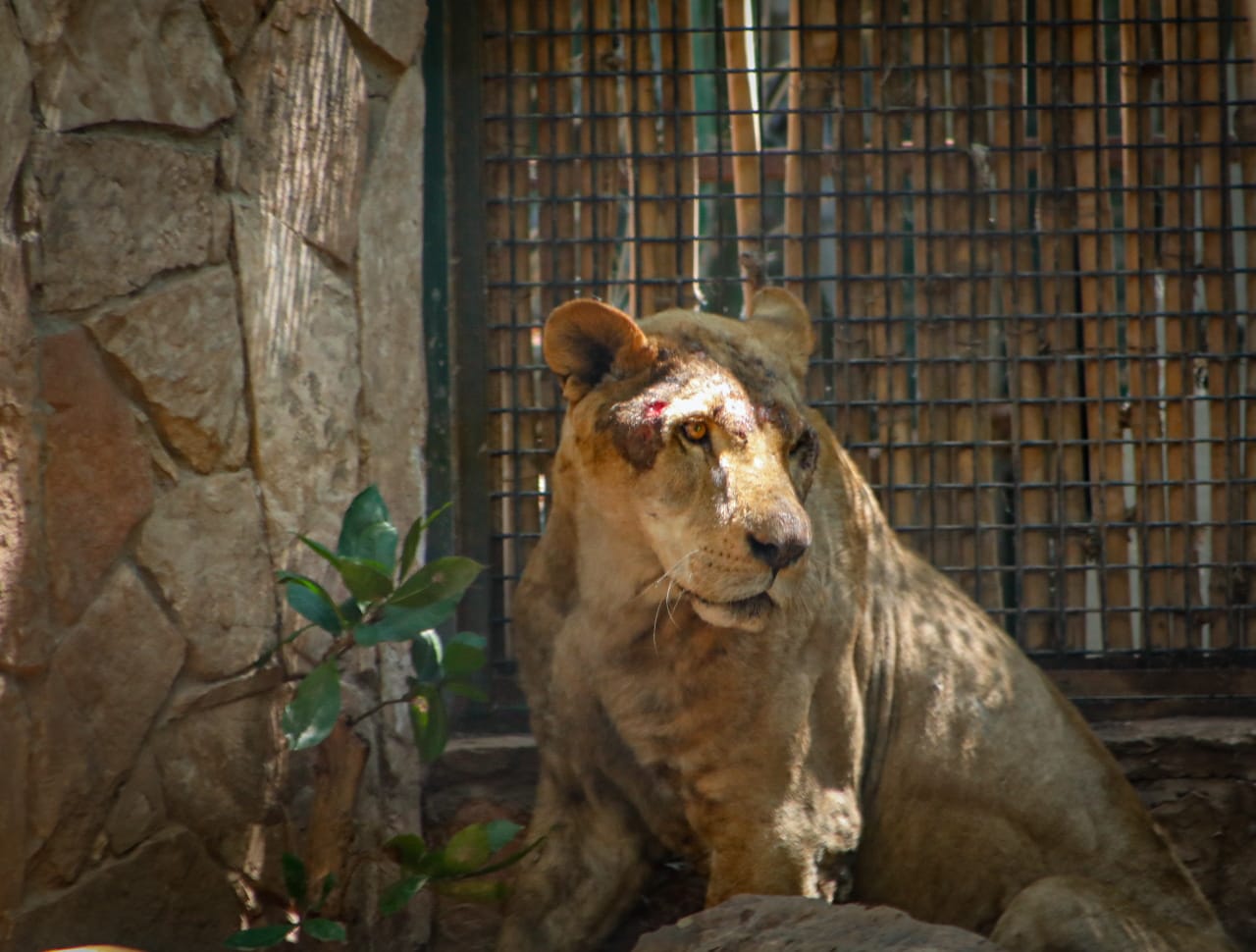 Arriban a Culiacán 29 felinos y tres primates rescatados del santuario ‘Black Jaguar-White Tiger’
