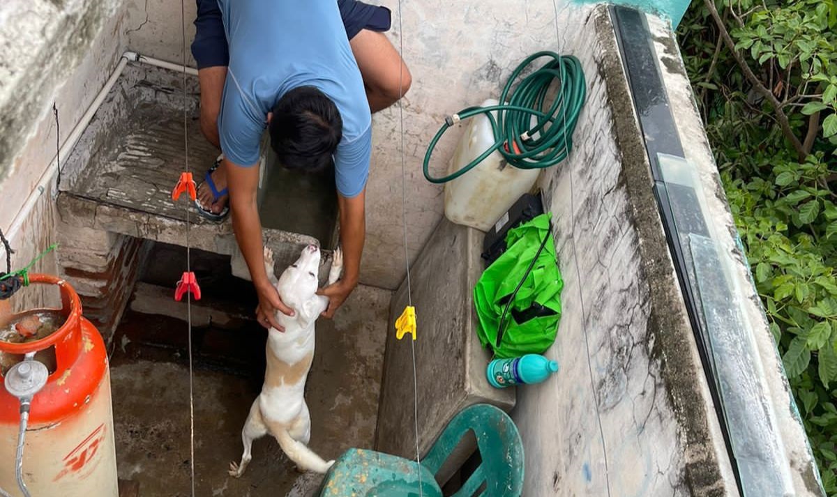 Pide Protección Animal ponerles tejaban, buscarles otro lugar o dar en adopción a perritos de Cañadas
