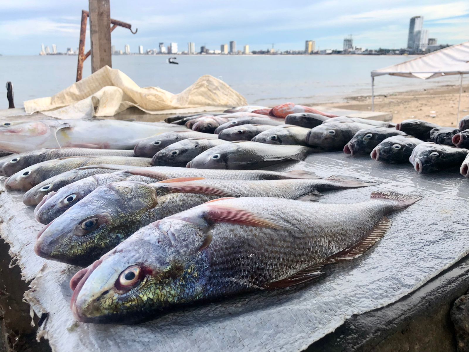 Capturas de escama no generan ganancias a embarcaciones: pescadores de Topolobampo