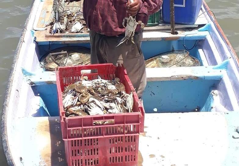 Con sus jaulas y aros, pescadores emprenden este 10 de julio la captura de jaiba en Sinaloa; renace la ilusión