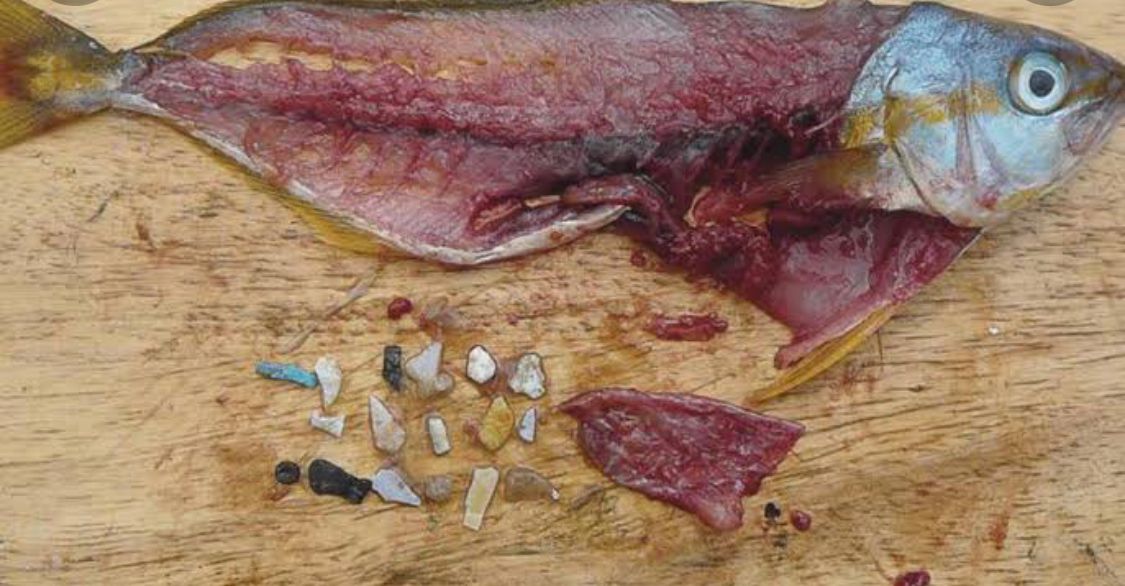 ¿Te gusta comer sierra? Ésto encontró el CIAD dentro de los pescados en embarcaderos de Mazatlán