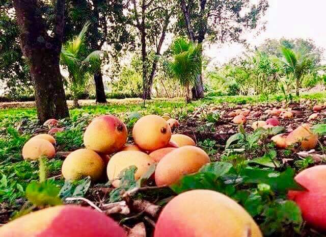 Vientos afectan huertos de mango en Ahome; registran mermas de entre 30 y 50%