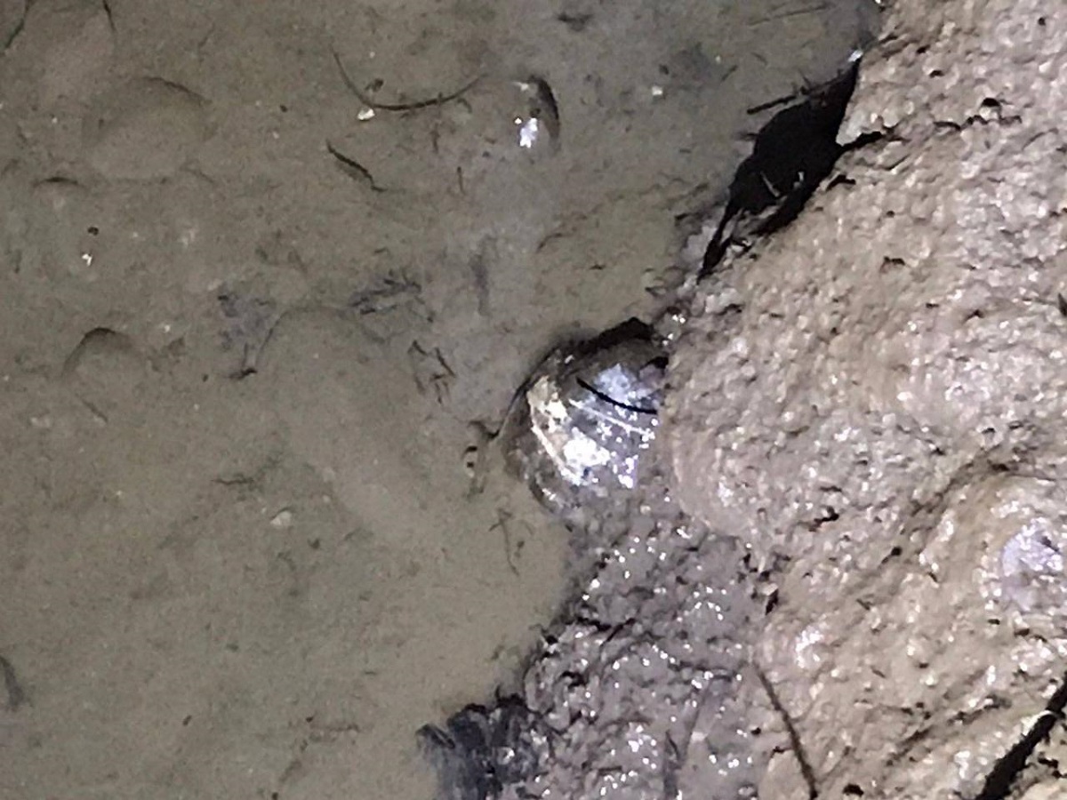 Fuerte operativo: Localizan presunta granada en el parque Las Riberas, en Culiacán