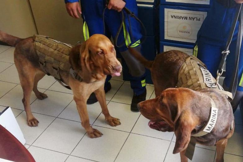 ‘Max’, un perro de la Marina fue quien encontró a Caro Quintero entre matorrales en la sierra de Choix