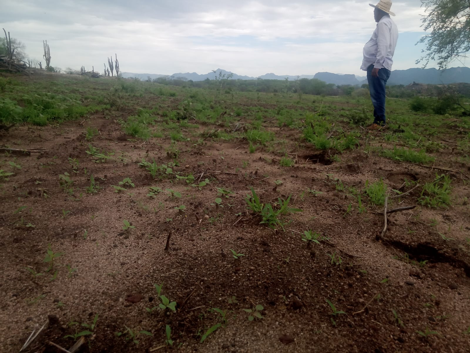 Por falta de financiamiento, productores del Évora solicitan prórroga ante Sader para sacar sus permisos de siembra