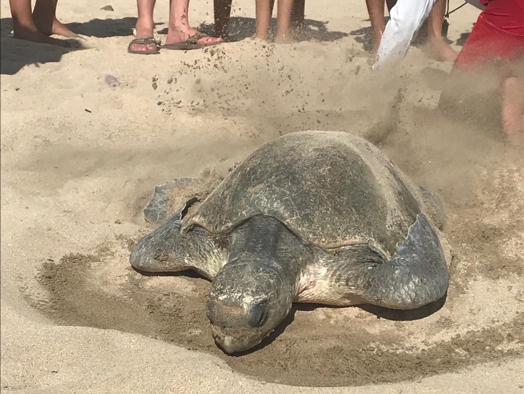 ¡Espectáculo de la naturaleza! Frente a los ojos de turistas desova tortuga en playas de Mazatlán