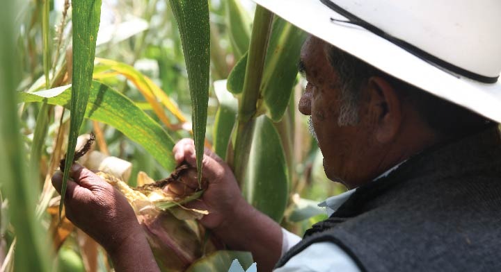 Suma fuerza SADER para impulsar investigación en el desarrollo agropecuario del país