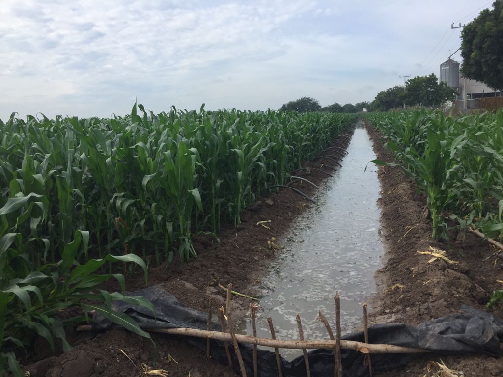 Se garantiza el ciclo agrícola OI; aportaciones a las presas del fin de semana deja contentos a productores