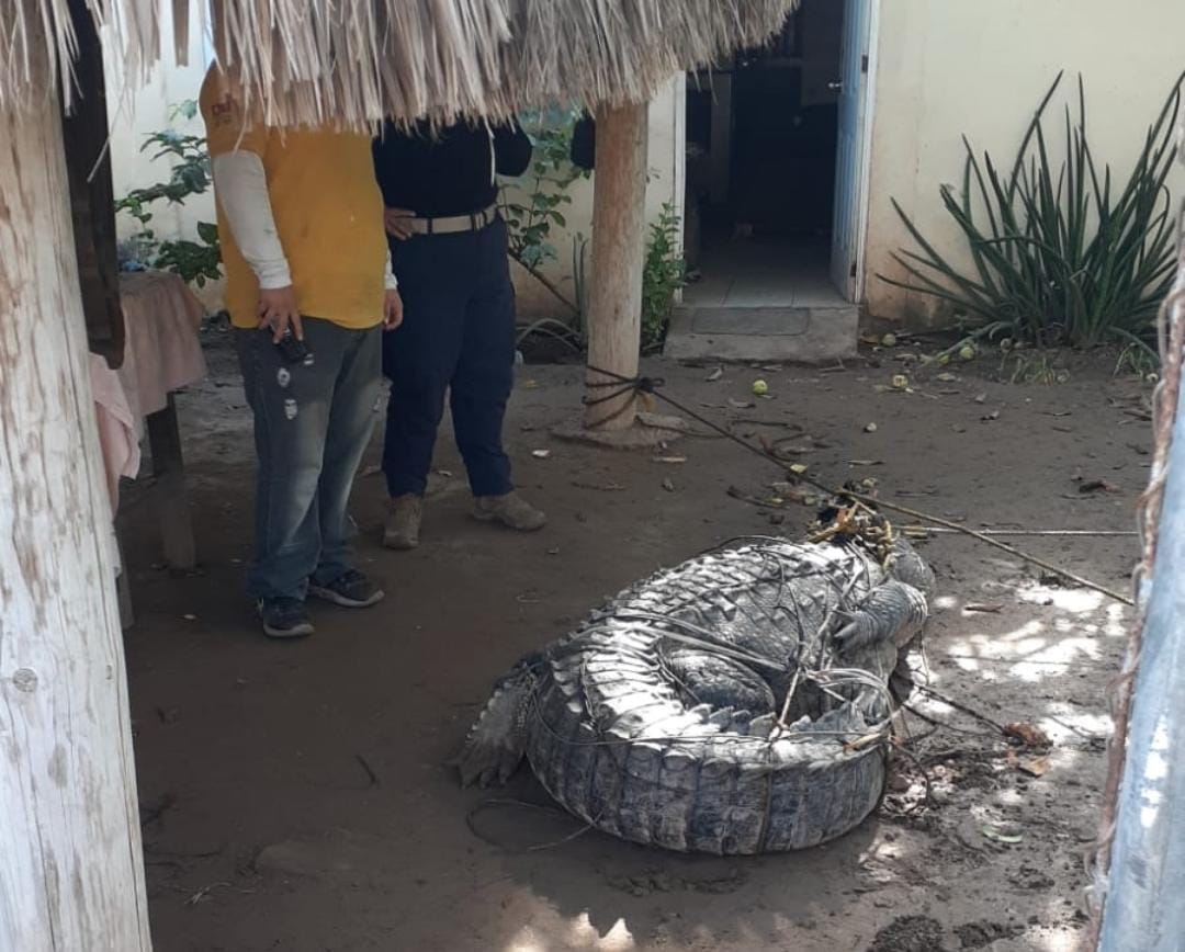 ¡Se llevaron buen susto! Cocodrilo de 4 metros es capturado en una casa de El Vergel, en Navolato